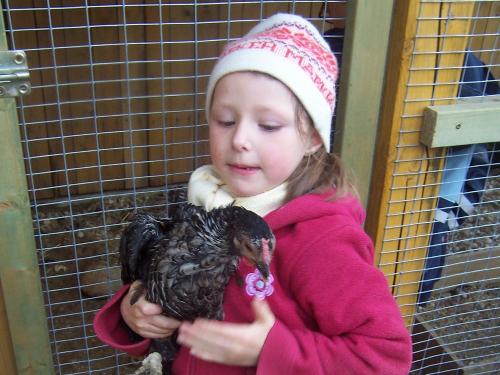 Hühner zum Streicheln Hühner zum Streicheln