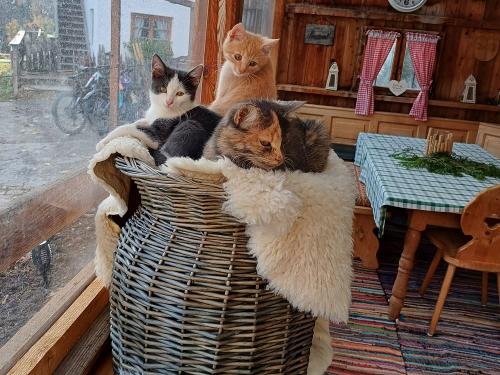 46e5e8c9-049d-4814-9823-44ffeb1196a3