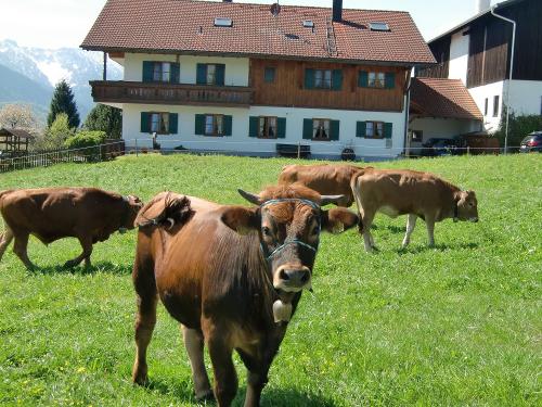 Murnau-Werdenfesler Kälber auf der HofWeide