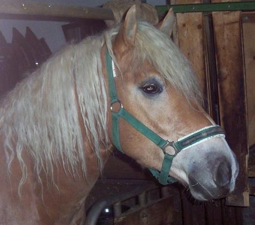 Haflinger
