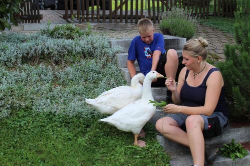 Gänse im Sommer