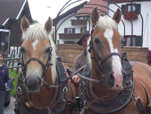 Haflinger Olli & Peter