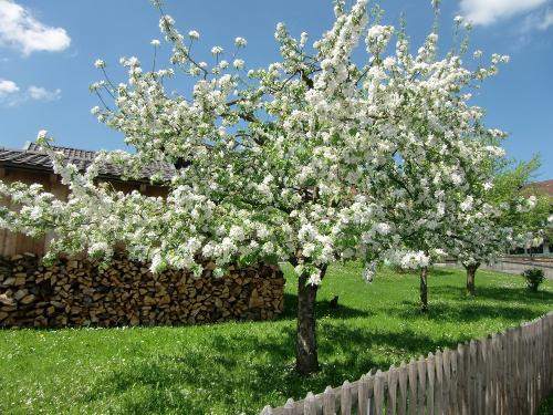 Apfelbaum im Garten