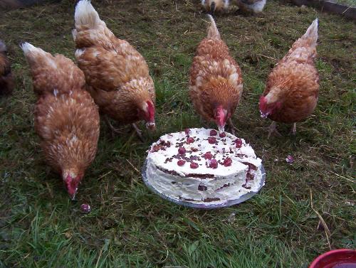 Die Hühner feiern Geburtstag