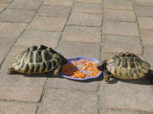 Unsere Schildkröten