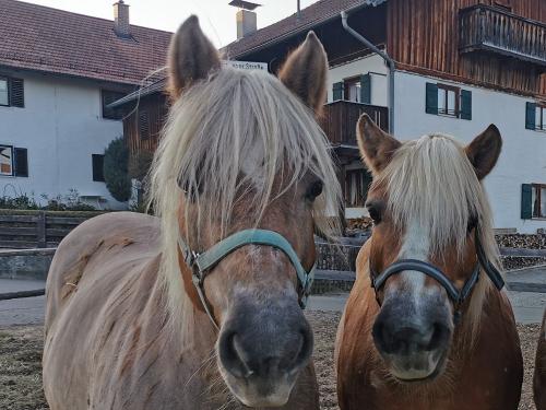 Olli und Zita