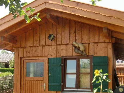Hühner-Hütte