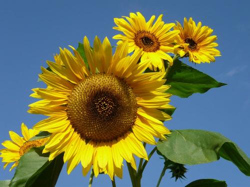 Sonnenblumen in Saliter 1070373