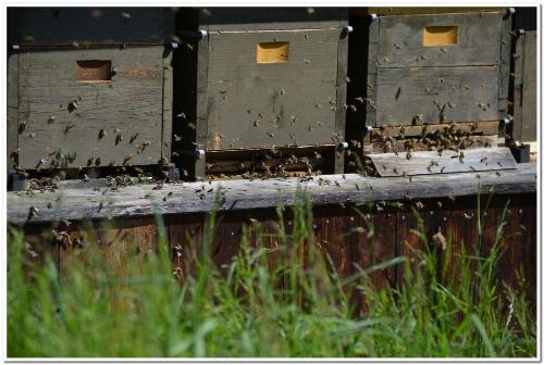 unsere Bienen