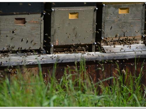 unsere Bienen