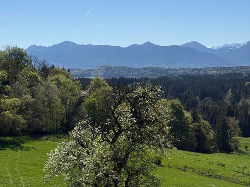 Frühling Frühling