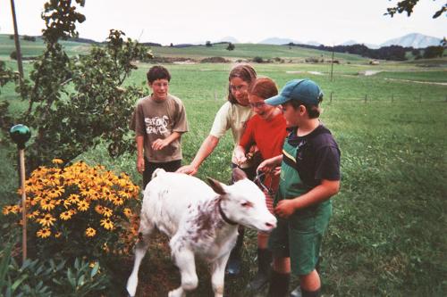 Viele Tiere auf dem Hof