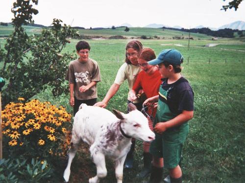 Viel Tiere für die Kinder