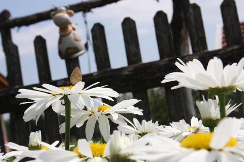 Im Bauerngarten