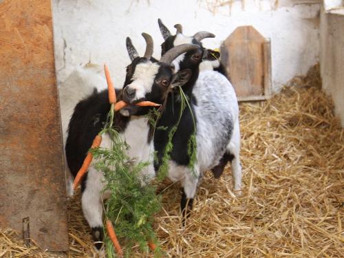 Mucki u. Mecki füttern Mucki u. Mecki füttern