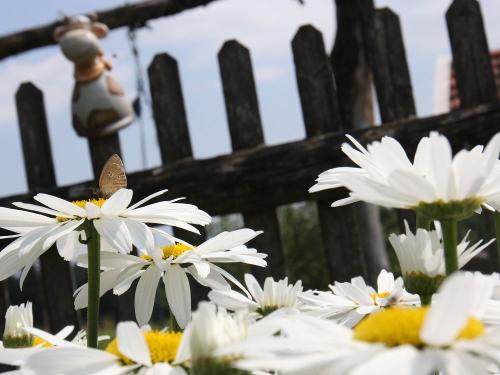 Im Bauerngarten Im Bauerngarten