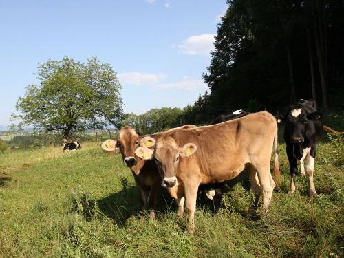 Unsere Kälber auf der Hofweide Unsere Kälber auf der Hofweide
