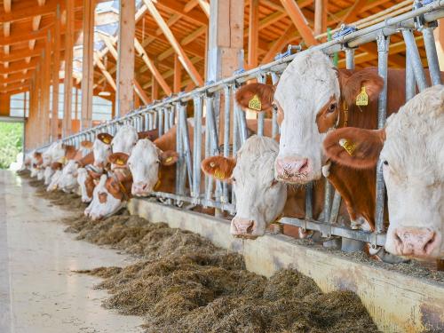 Laufstall innen Laufstall innen