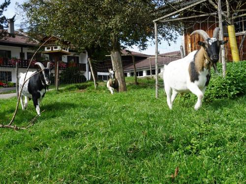 Zwergziegen Zwergziegen