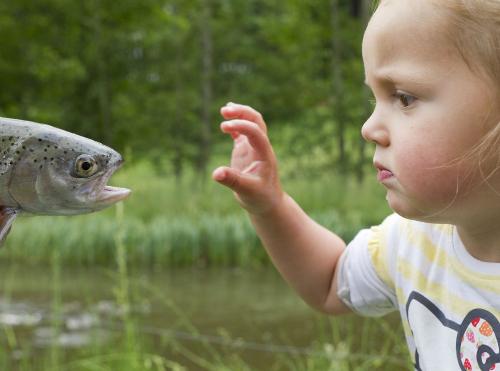 kindmitfisch