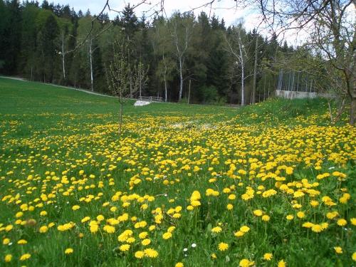 Löwenzahnwiese