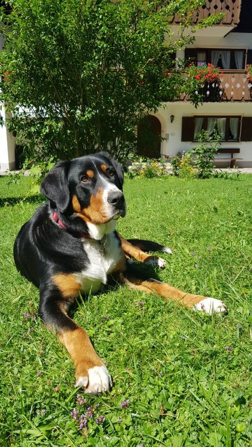 Hofhund Emma