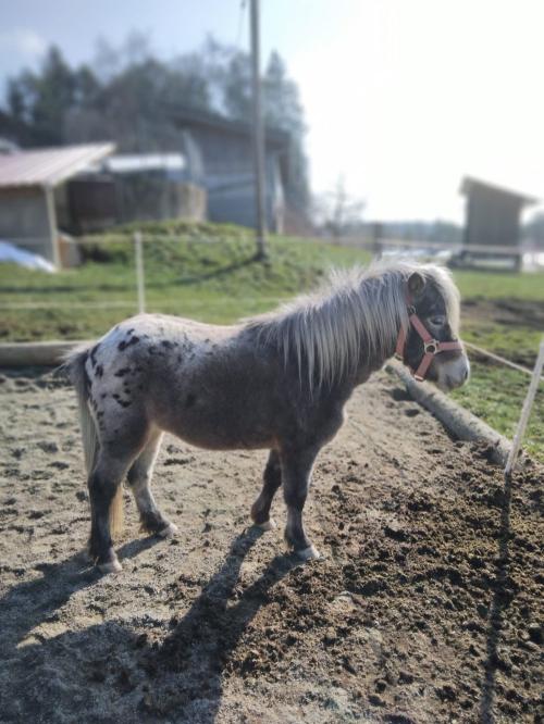 Pony Susi