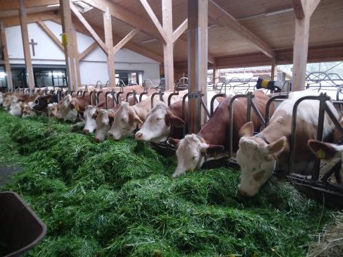 Kühe im Stall Kühe im Stall