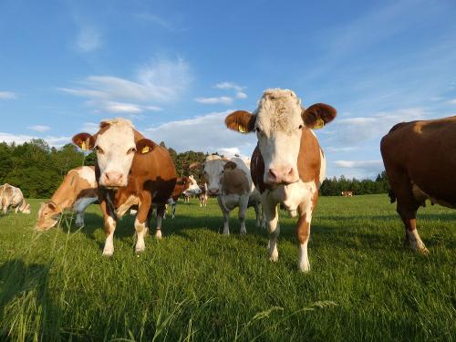 Kühe auf der Weide Kühe auf der Weide