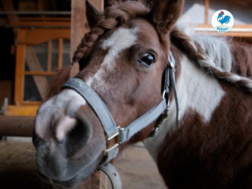 Pony