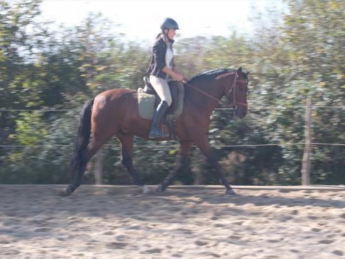 Reiten