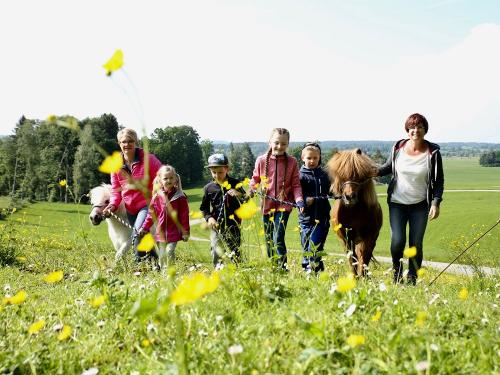 Ponys von der Weide holen