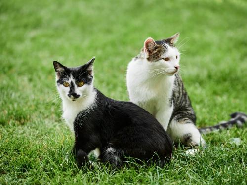 Schmusekatzen
