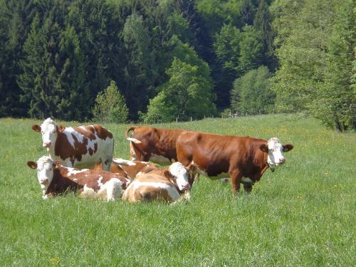 Sommer auf der Viehweide
