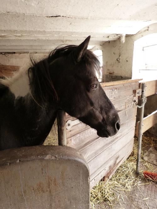 unser Pony Henry