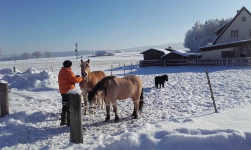 Unsere Pferde im Winter