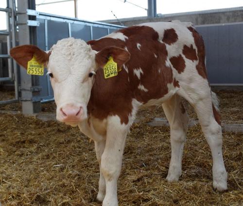 unsere Kälbchen fühlen sich pudelwohl