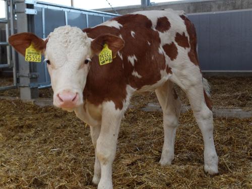unsere Kälbchen fühlen sich pudelwohl