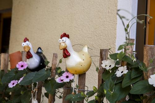 Unsere Zaunhühner