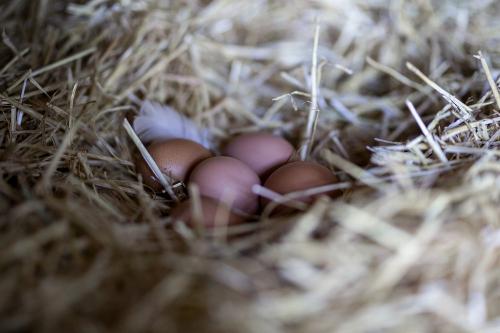 Eier von unseren glücklichen Hühnern