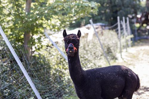 Bruno, das Alpaka
