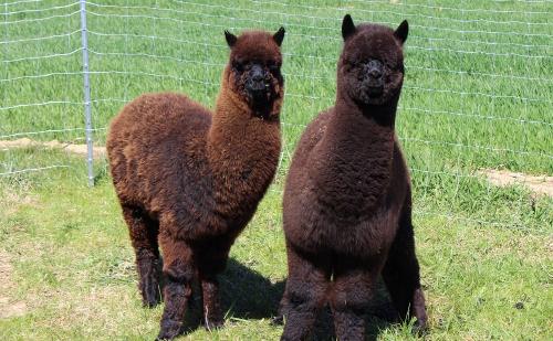 Unser Alpakas Bruno und Bernie
