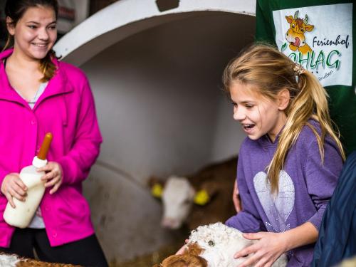 Kälber füttern mit unseren Feriengästen Kälber füttern mit unseren Feriengästen