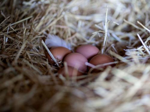 Eier von unseren glücklichen Hühnern Eier von unseren glücklichen Hühnern