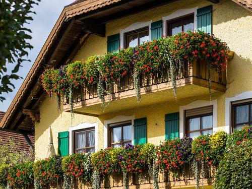 Unsere Sommerblumen Unsere Sommerblumen