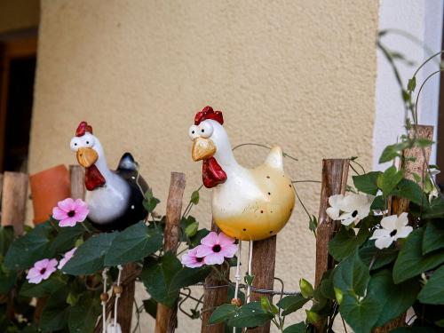 Unsere Zaunhühner Unsere Zaunhühner