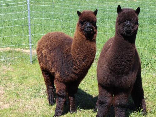 Unser Alpakas Bruno und Bernie Unser Alpakas Bruno und Bernie
