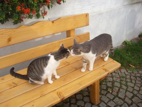 Katzen