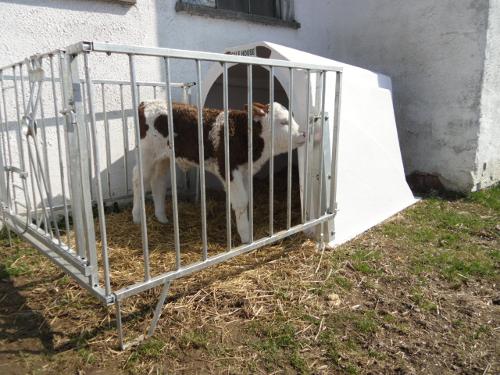 Kalb