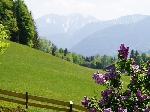 aussicht mit Flieder im Vordergrund
